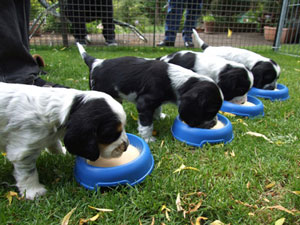 07-Ftterung-der-Raubtiere