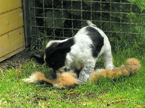 50-der-Hase-wird-totgescht