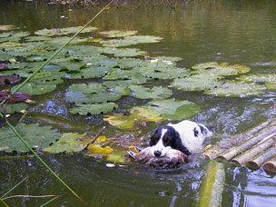 Donna-bringt-Ente1