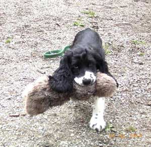 Gipsy-Sperling-traegt