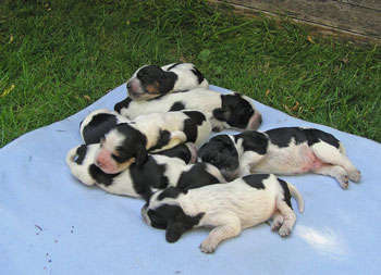 H-schlafender-Hundehaufen H-schlafender-Hundehaufen