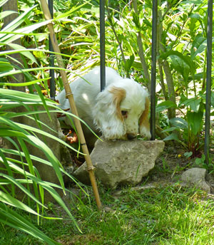 Jago-im-Garten