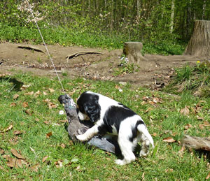 Judy-an-der-Taube