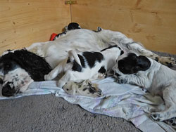 Kuscheln-mit-Max-und-Moritz