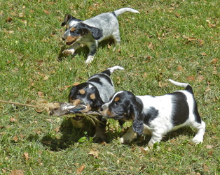 L-Reizangel-Leni,-Lux-und-L