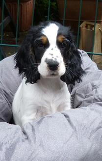 Lotte-mit-neuem-Bett
