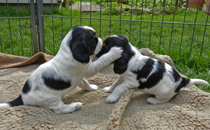 Luna-und-Loki
