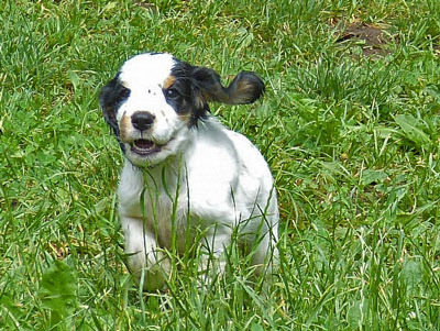 Maggie-(4)