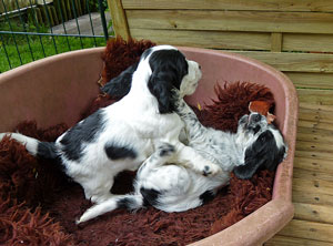 Max-und-Moritz,