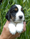 Maxi-4-Wochen