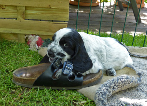 Moritz-und-der-Schuh