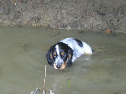 Verhalten-am-Wasser